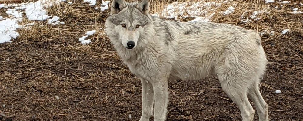 The opportunity to see wolves in the wild